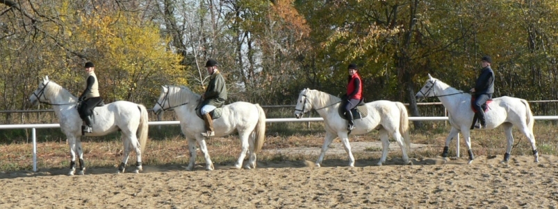 Nasze konie rekreacyjne